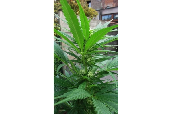 Critical (Zamnesia Seeds) feminizovaná