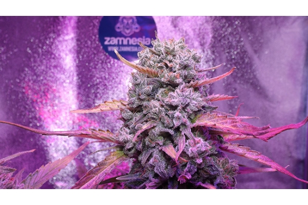 OG Kush (Zamnesia Seeds) feminizovaná
