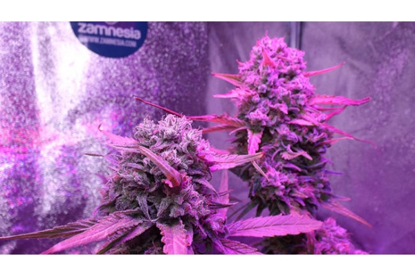OG Kush (Zamnesia Seeds) feminizovaná