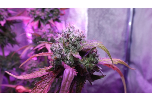 OG Kush (Zamnesia Seeds) feminizovaná