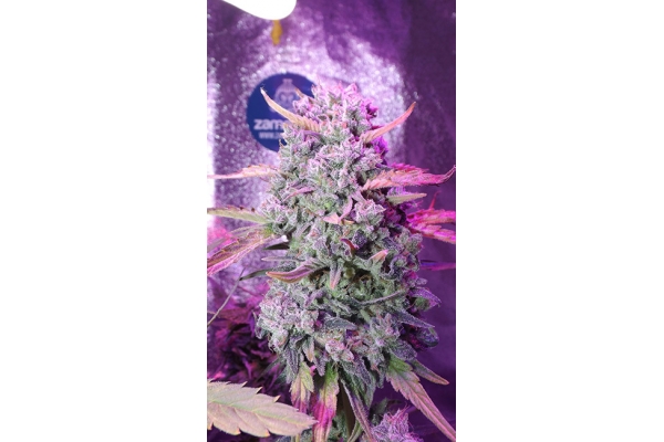 OG Kush (Zamnesia Seeds) feminizovaná