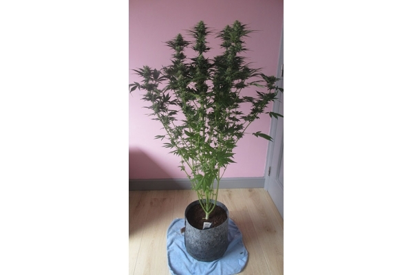 White Widow (Zamnesia Seeds) feminizovaná