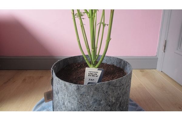 White Widow (Zamnesia Seeds) feminizovaná