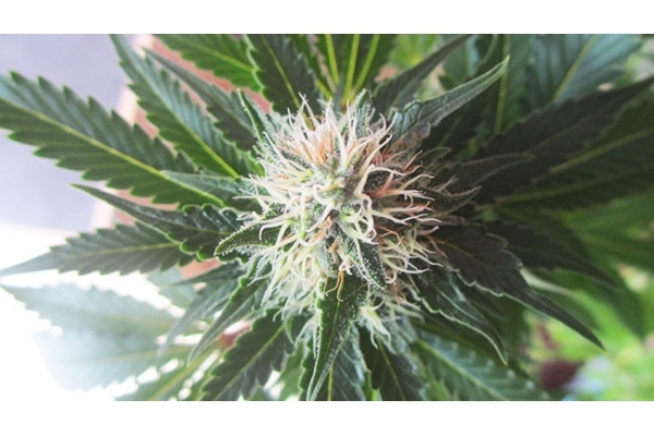 White Widow (Zamnesia Seeds) feminizovaná
