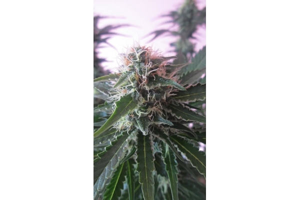 White Widow (Zamnesia Seeds) feminizovaná