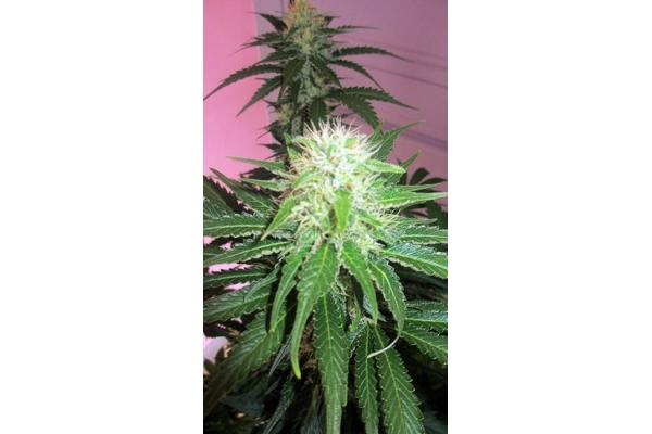 White Widow (Zamnesia Seeds) feminizovaná