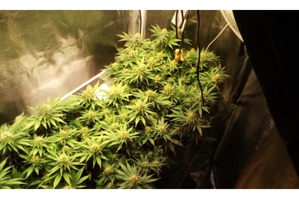 White Widow (Zamnesia Seeds) feminizovaná