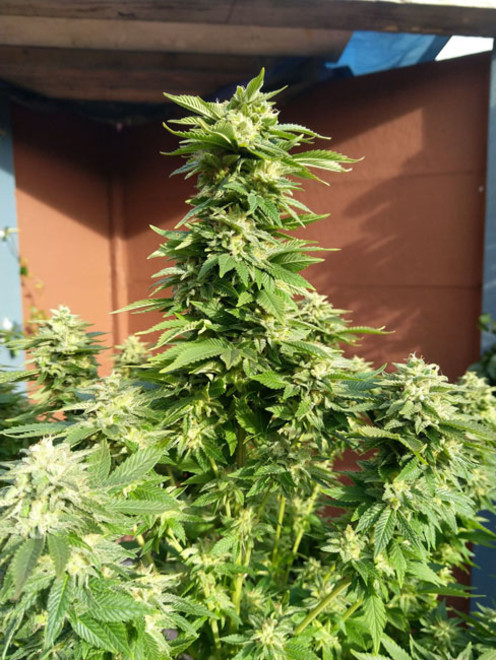 White Widow (Zamnesia Seeds) feminizovaná