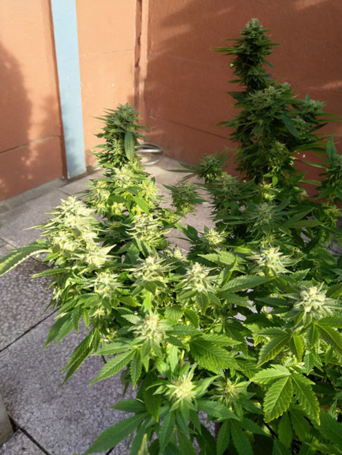 White Widow (Zamnesia Seeds) feminizovaná