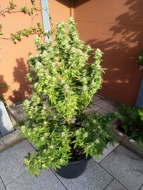 White Widow (Zamnesia Seeds) feminizovaná