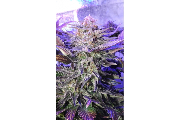 Cheese (Zamnesia Seeds) feminizovaná