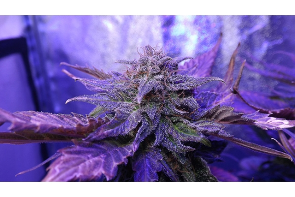 Cheese (Zamnesia Seeds) feminizovaná