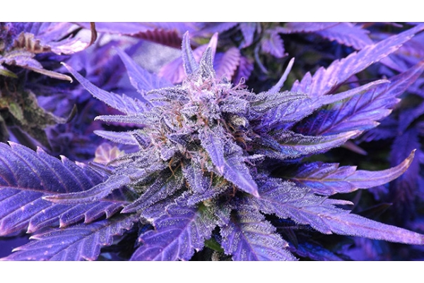 Cheese (Zamnesia Seeds) feminizovaná