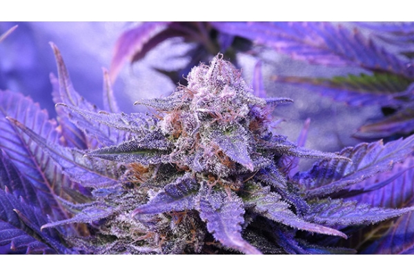 Cheese (Zamnesia Seeds) feminizovaná