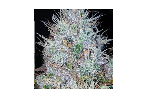 Monster Bud Kush (Zamnesia Seeds) feminizovaná