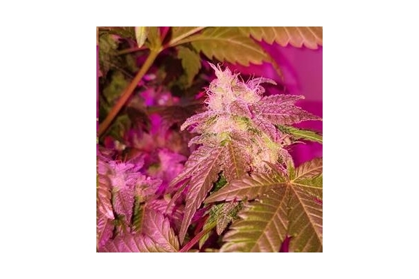 Monster Bud Kush (Zamnesia Seeds) feminizovaná