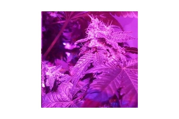 Monster Bud Kush (Zamnesia Seeds) feminizovaná