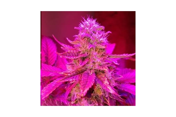 Monster Bud Kush (Zamnesia Seeds) feminizovaná