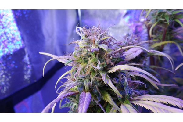 Monster Bud Kush (Zamnesia Seeds) feminizovaná