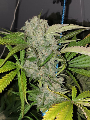 Monster Bud Kush (Zamnesia Seeds) feminizovaná