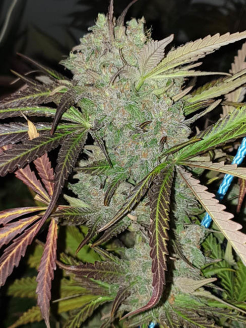 Monster Bud Kush (Zamnesia Seeds) feminizovaná