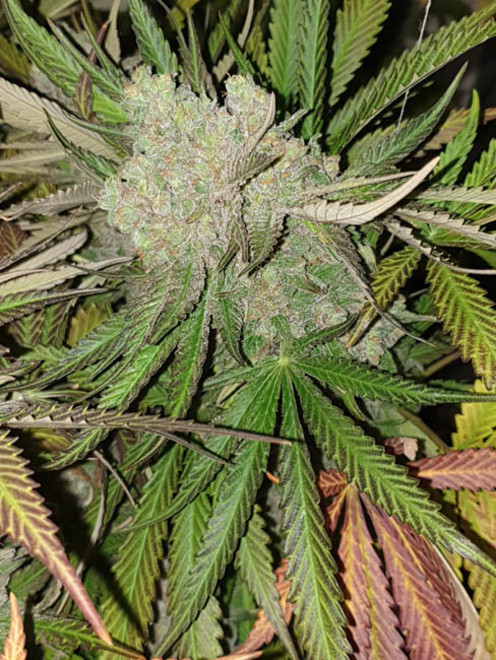 Monster Bud Kush (Zamnesia Seeds) feminizovaná