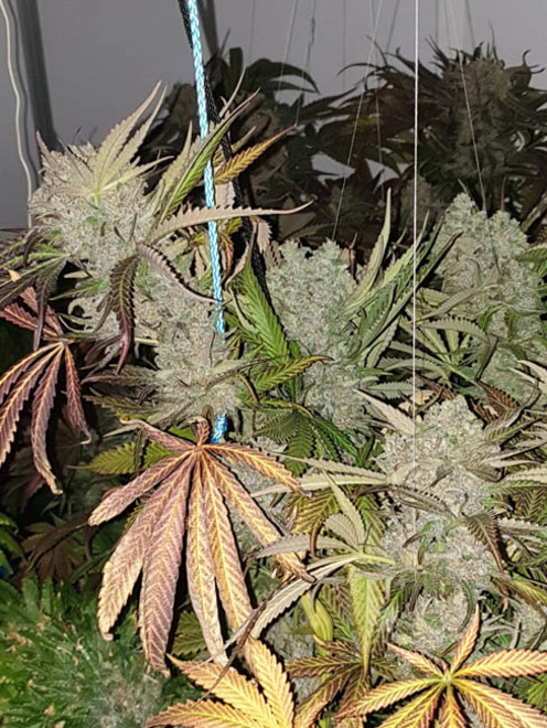 Monster Bud Kush (Zamnesia Seeds) feminizovaná
