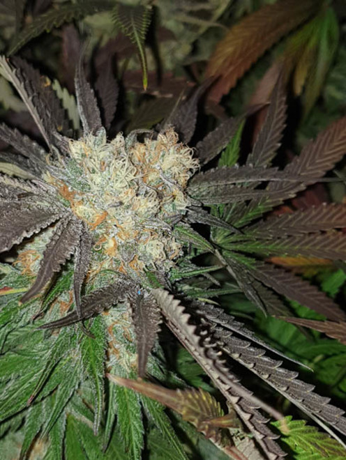 Monster Bud Kush (Zamnesia Seeds) feminizovaná