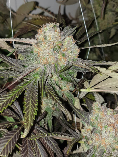 Monster Bud Kush (Zamnesia Seeds) feminizovaná