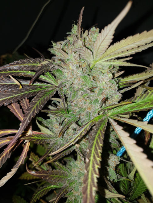 Monster Bud Kush (Zamnesia Seeds) feminizovaná