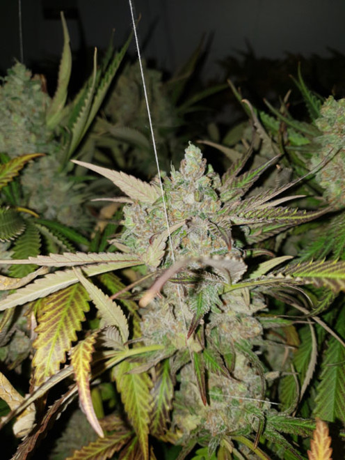 Monster Bud Kush (Zamnesia Seeds) feminizovaná