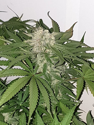 Quick Caramel XL (Zamnesia Seeds) feminizovaná