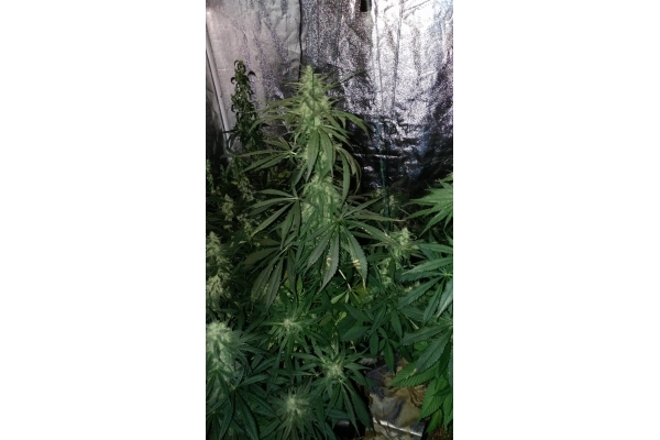 Sour Diesel (Zamnesia Seeds) feminizovaná