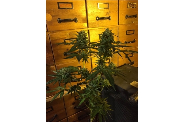Sour Diesel (Zamnesia Seeds) feminizovaná
