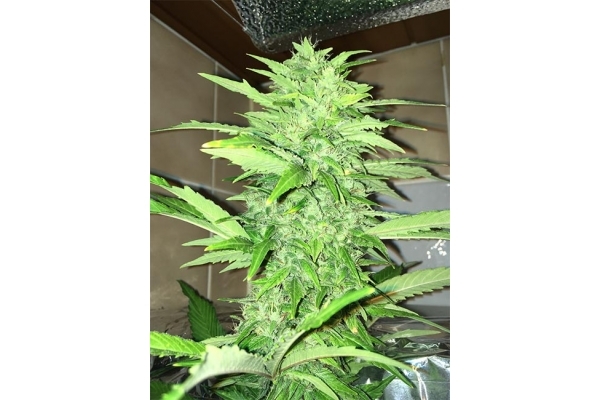 Sour Diesel (Zamnesia Seeds) feminizovaná