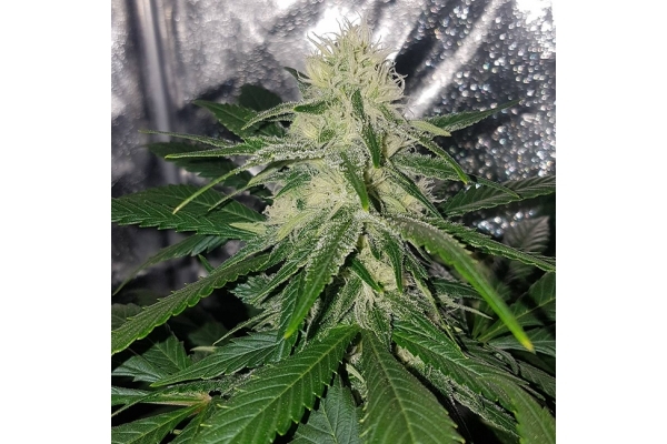 Choco Haze (Zamnesia Seeds) feminizovaná