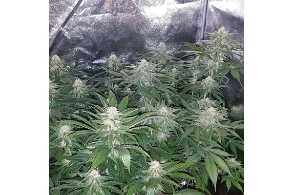 Choco Haze (Zamnesia Seeds) feminizovaná