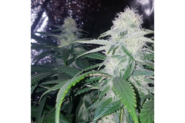 Choco Haze (Zamnesia Seeds) feminizovaná