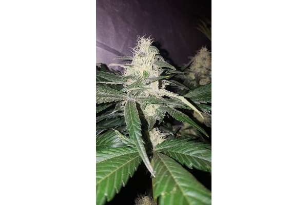 Choco Haze (Zamnesia Seeds) feminizovaná