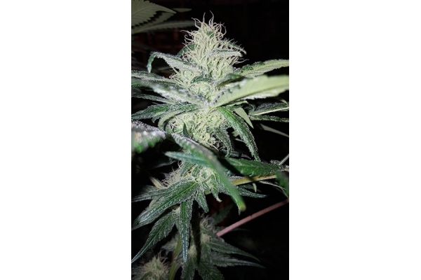 Choco Haze (Zamnesia Seeds) feminizovaná