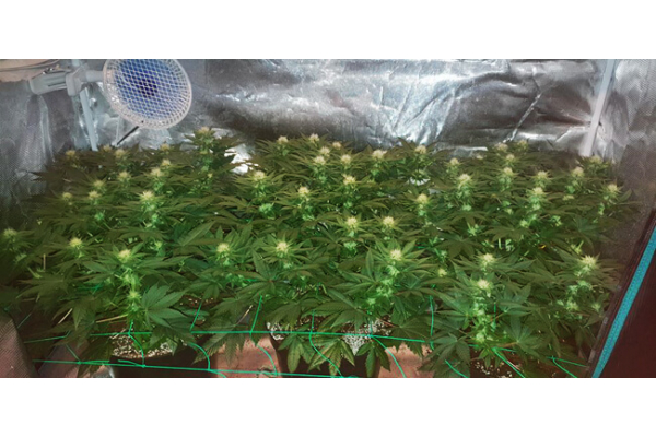 Choco Haze (Zamnesia Seeds) feminizovaná