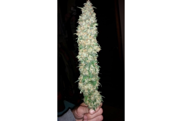 Classic Skunk (Zamnesia Seeds) feminizovaná