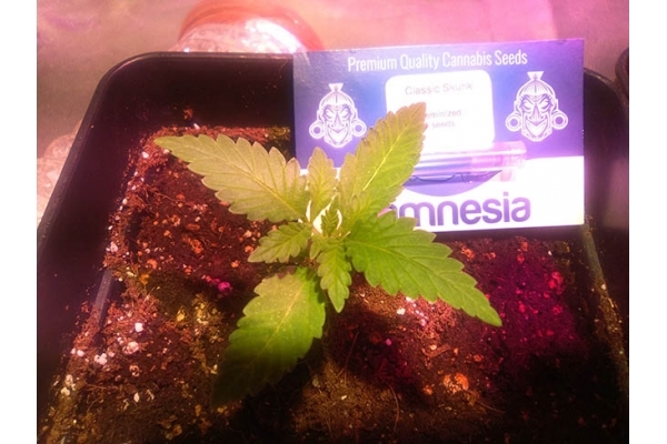 Classic Skunk (Zamnesia Seeds) feminizovaná