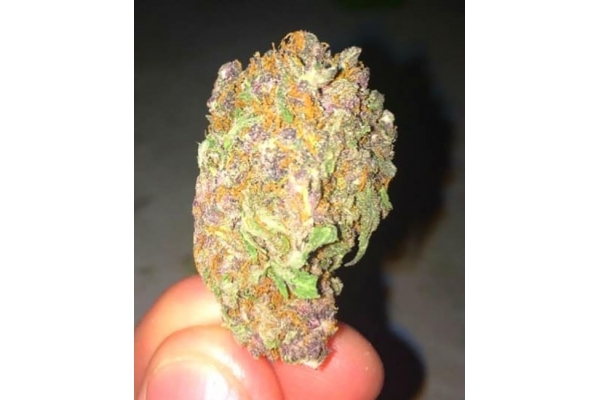 Blueberry Samonakvétací (Zamnesia Seeds) feminizovaná