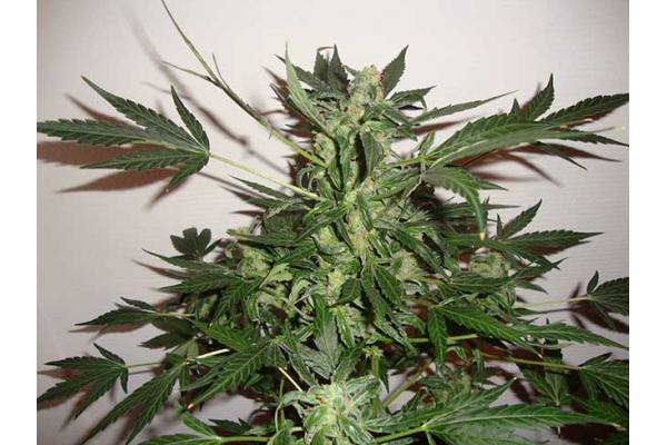Critical Samonakvétací (Zamnesia Seeds) feminizovaná