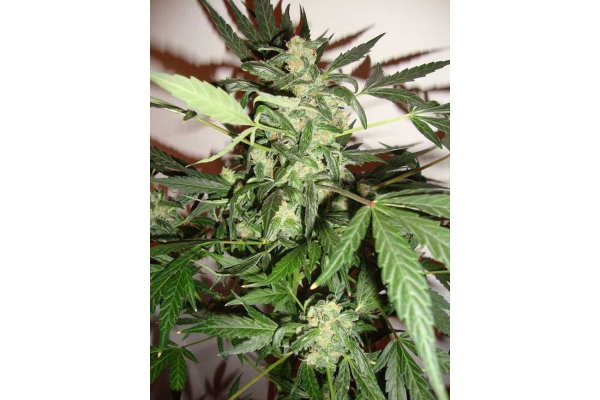 Critical Samonakvétací (Zamnesia Seeds) feminizovaná