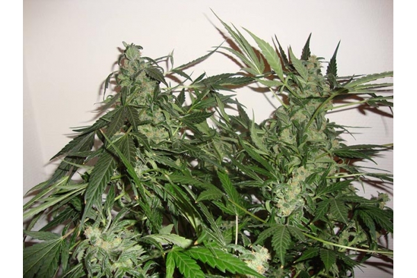 Critical Samonakvétací (Zamnesia Seeds) feminizovaná