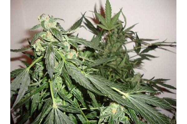 Critical Samonakvétací (Zamnesia Seeds) feminizovaná