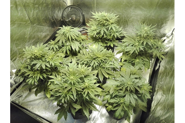 White Widow Samonakvétací (Zamnesia Seeds) feminizovaná