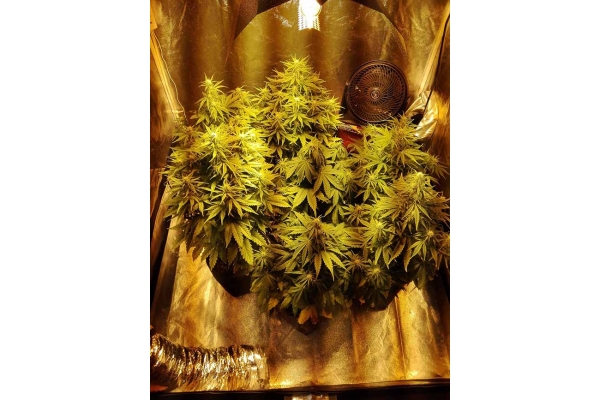 White Widow Samonakvétací (Zamnesia Seeds) feminizovaná